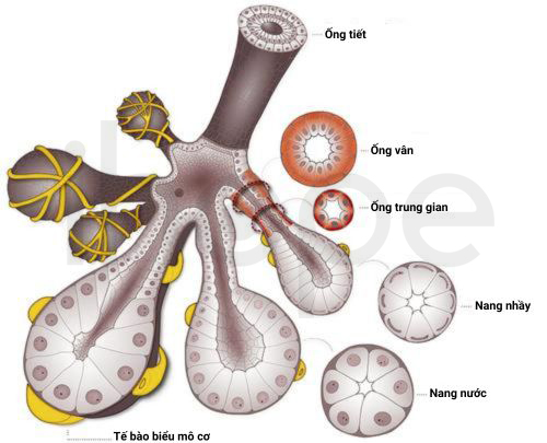 Cấu Trúc Tuyến Nước Bọt 1