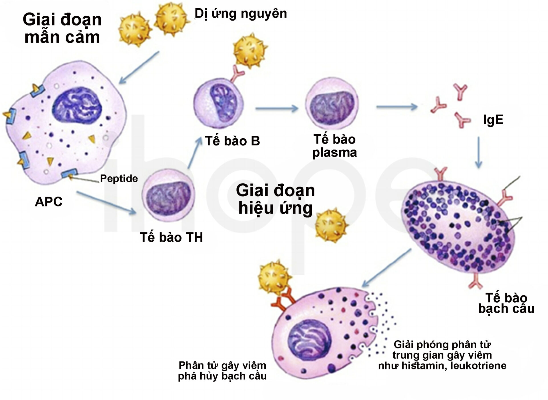 Cơ Chế Gây Quá Mẫn Loại 1