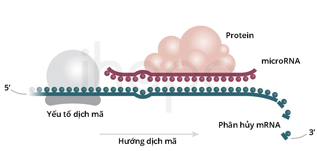 Điều Hòa Phiêm Mã Của Mirna