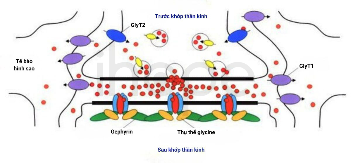 Phức Hợp Thụ Thể Glycine 1