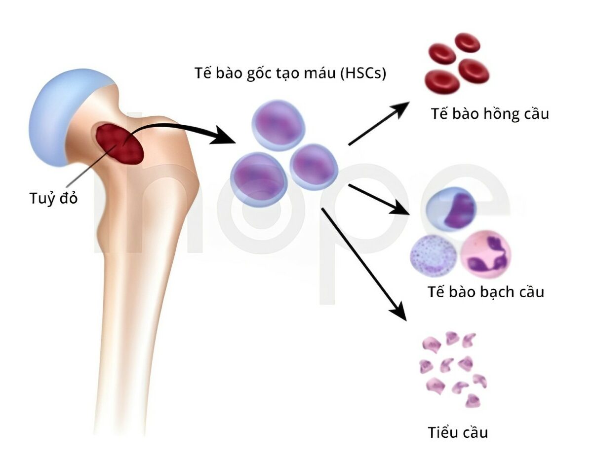 Quá Trình Phát Triển Tế Bào Máu Trong Tủy Xương
