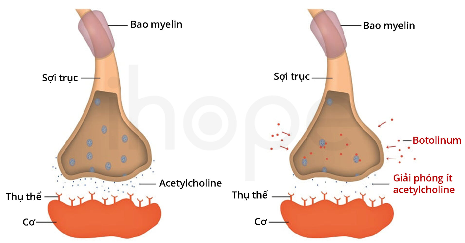 Tác động Của Botolinum