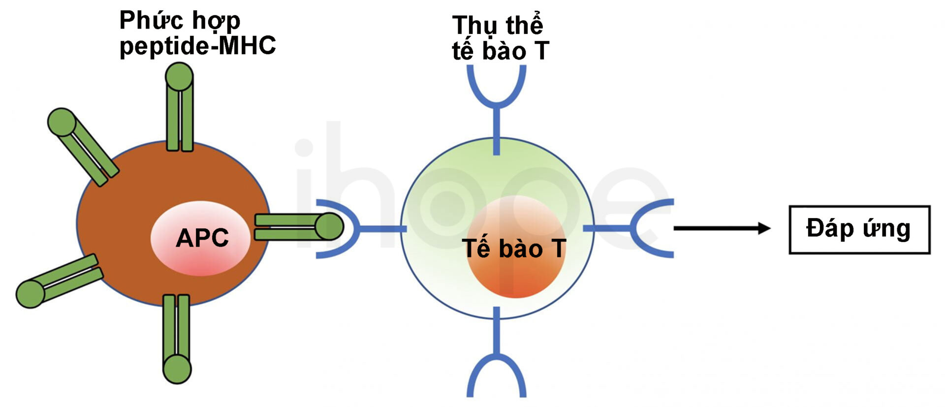 Tế Bào T Nhận Diện Phức Hợp Peptide MHC
