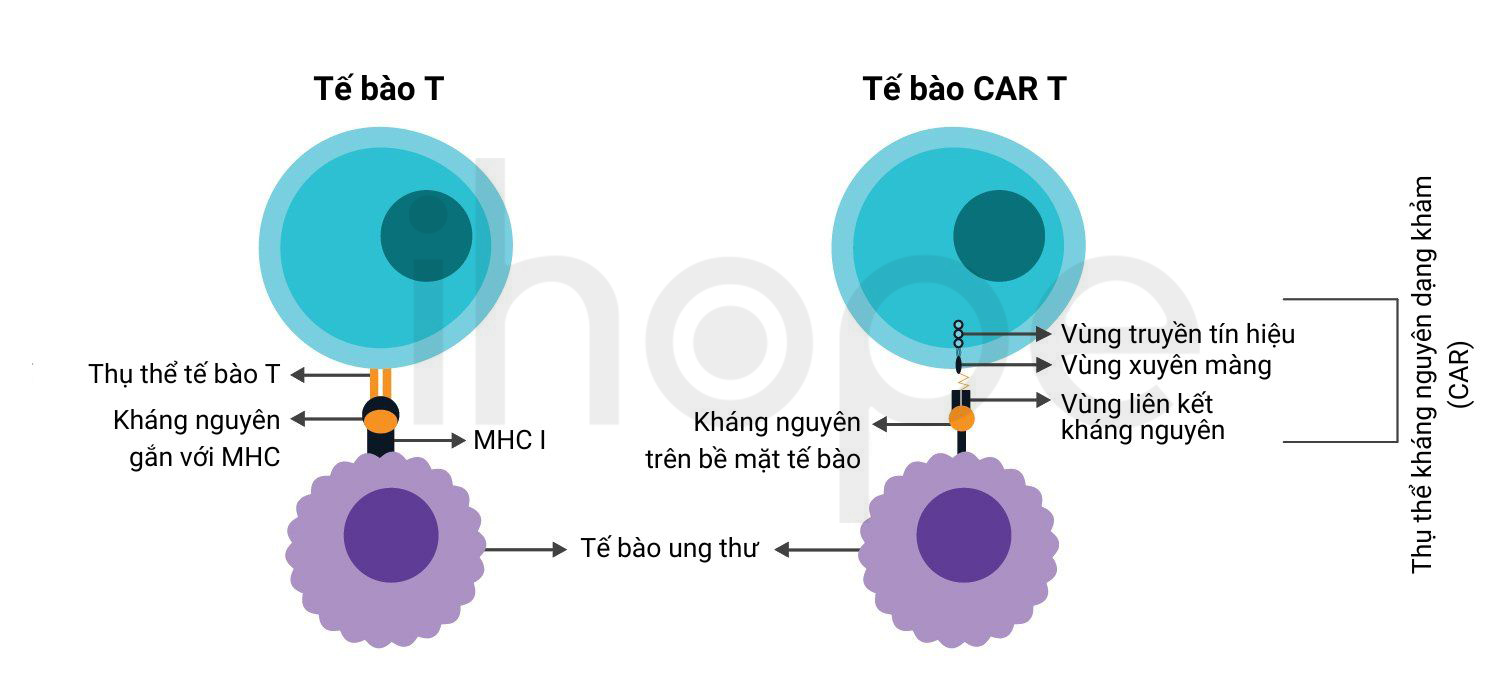 Tế Bào T Và Tế Bào Car T 1