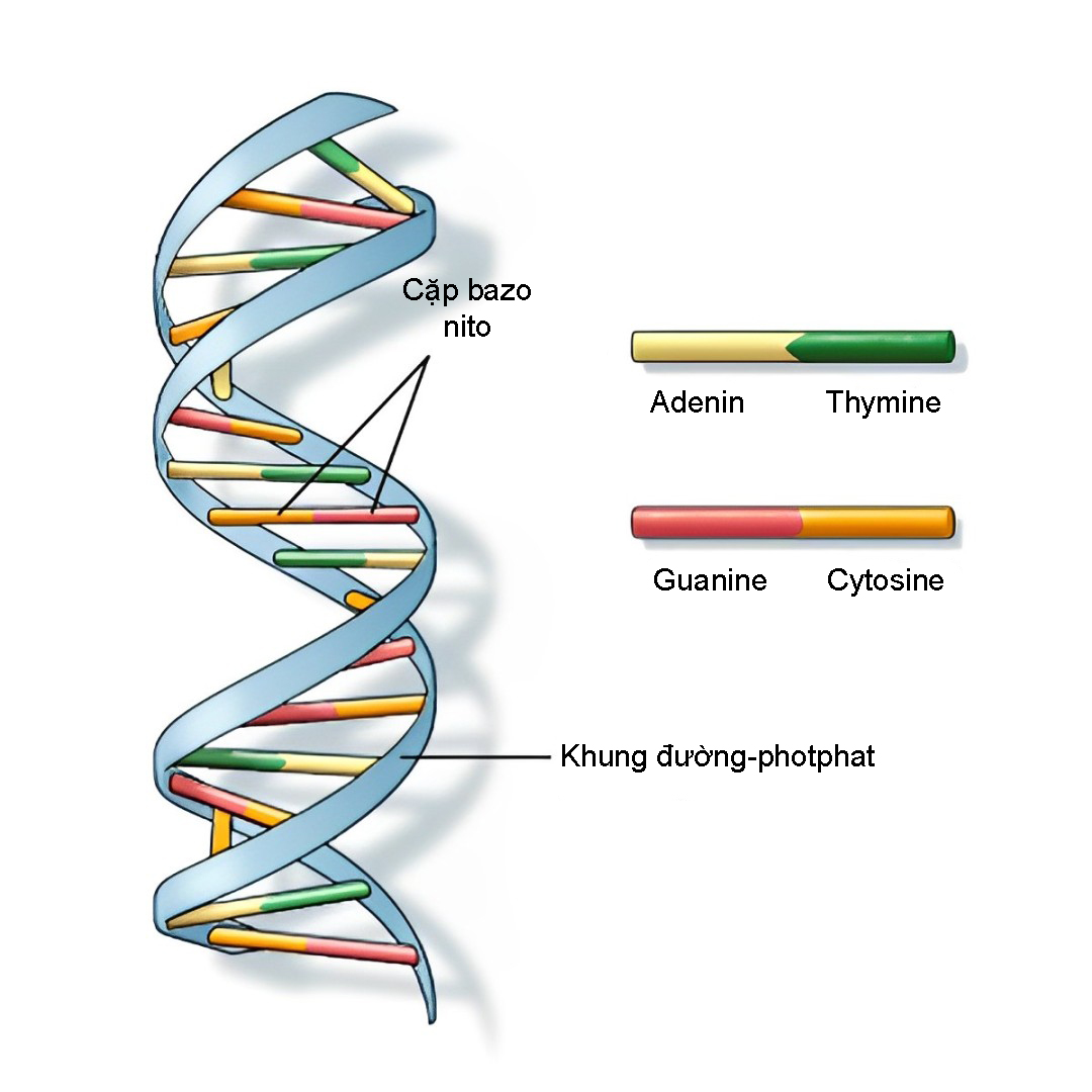Cấu Trúc Adn