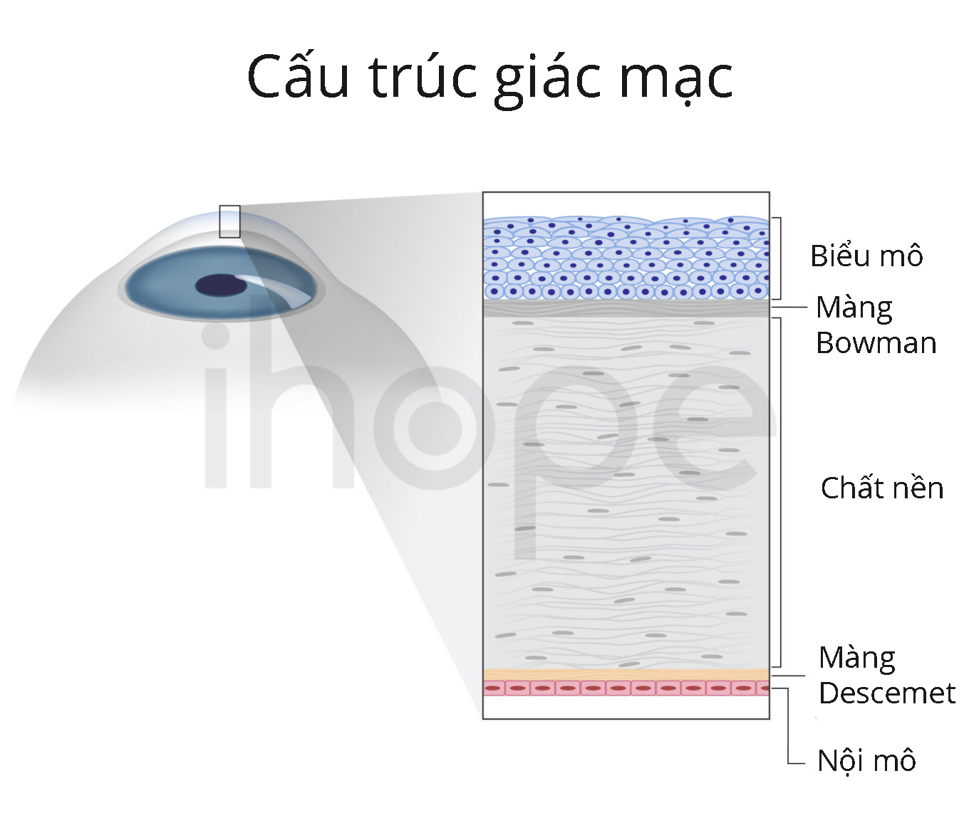Structure Of Human Cornea