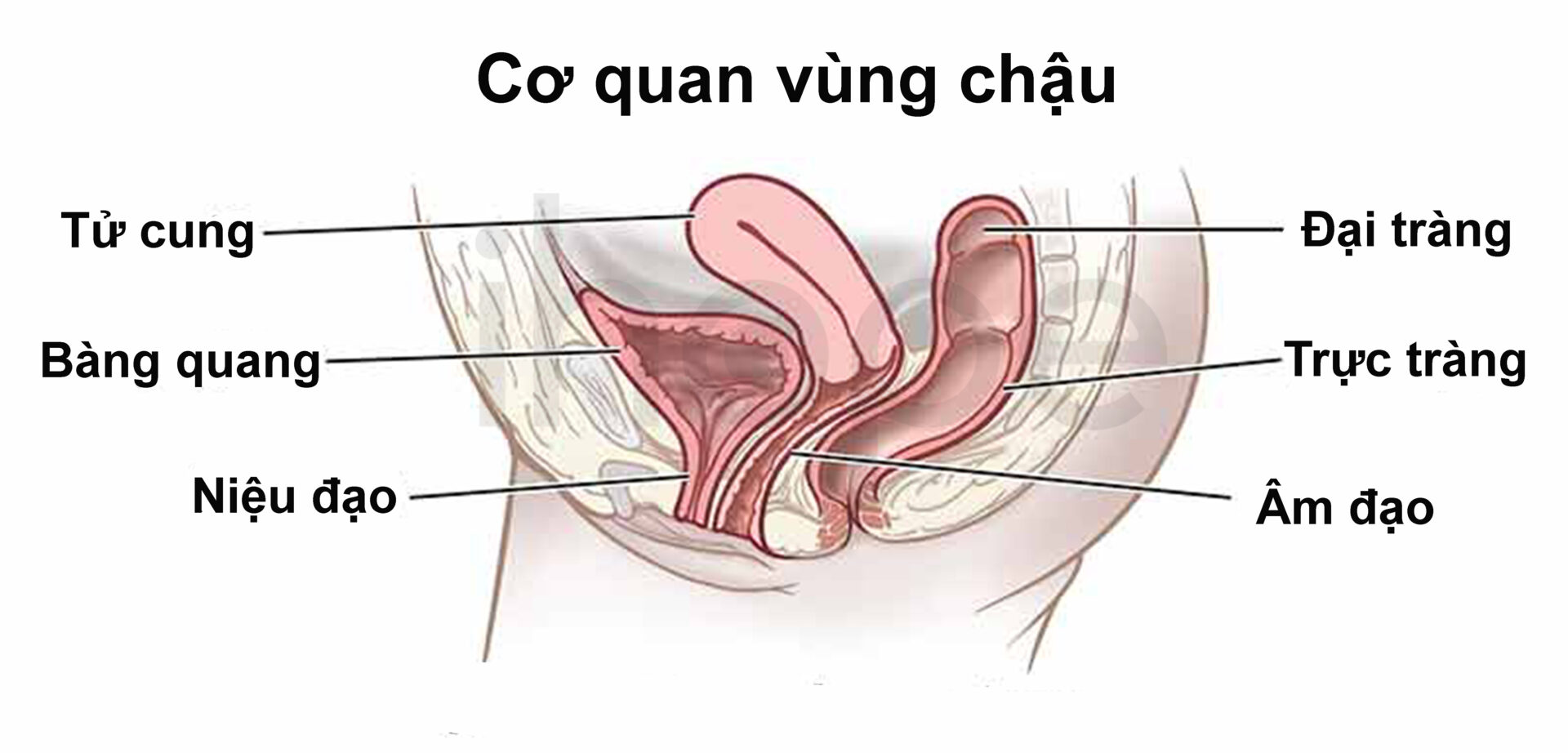 Cơ Quan Vùng Chậu
