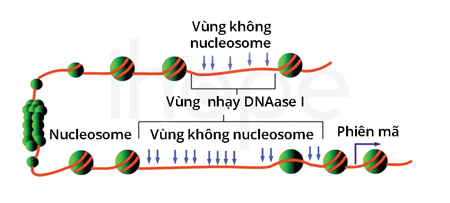 Nucleosome Free Regions