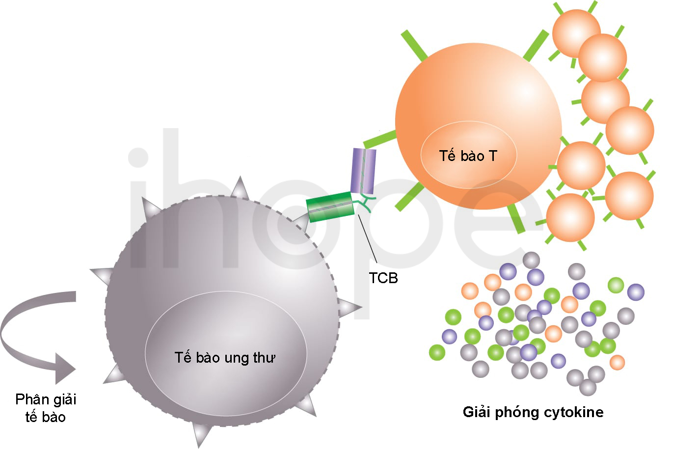 Tế Bào T Giải Phóng Cytokine