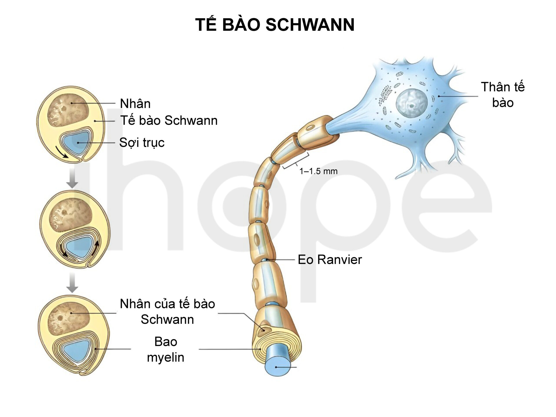 Tế Bào Schwann (1)