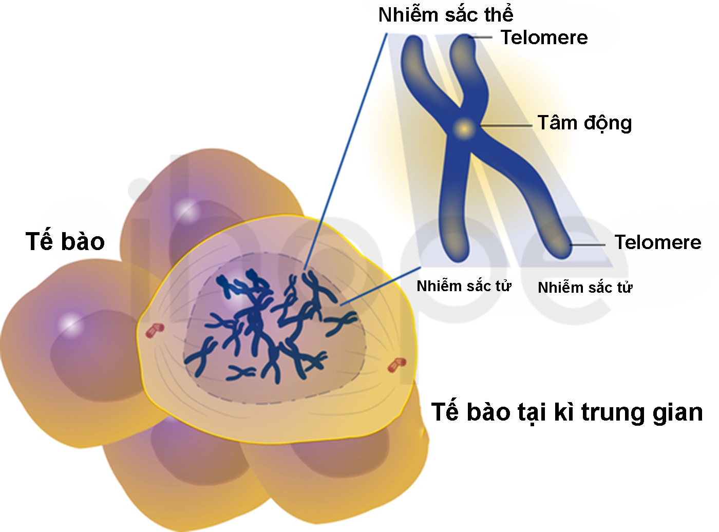 Telomere