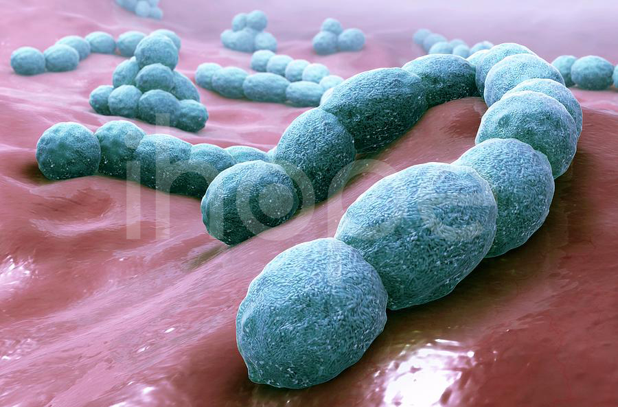 Vi Khuẩn Streptococcus Nhóm A