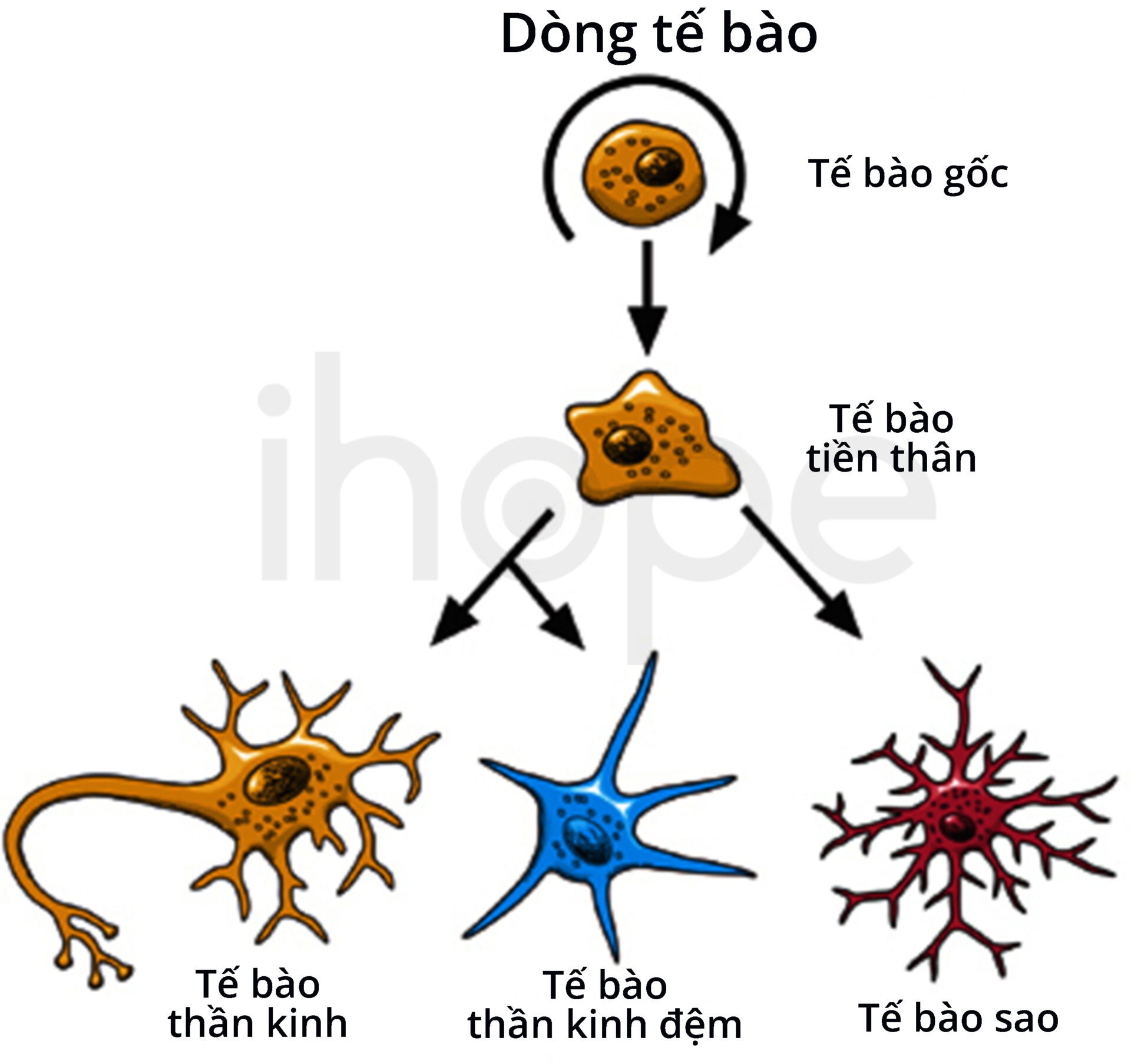 Các Loại Tế Bào Thần Kinh