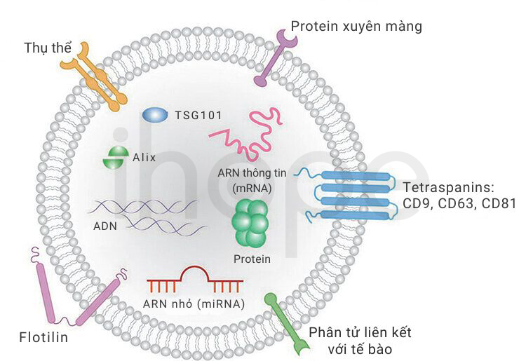 Các Thành Phần Trong Exosome 1