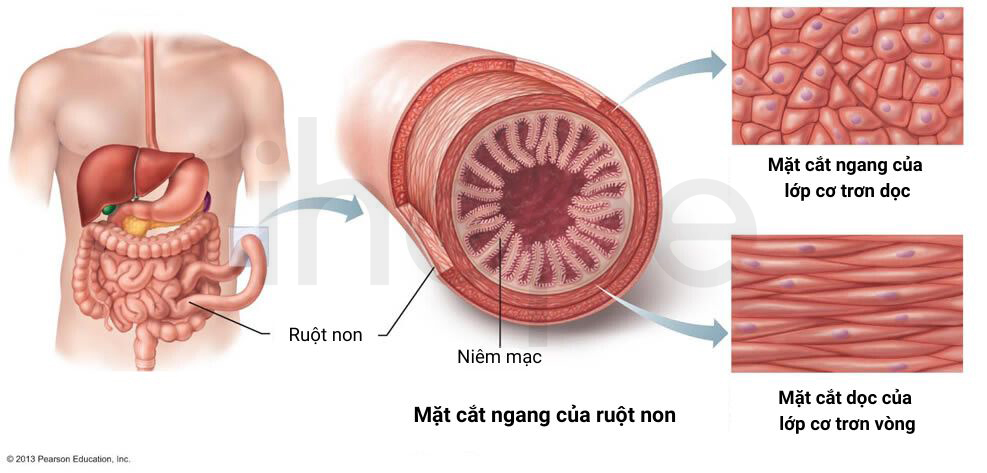 Cơ Trơn Ruột Non 1