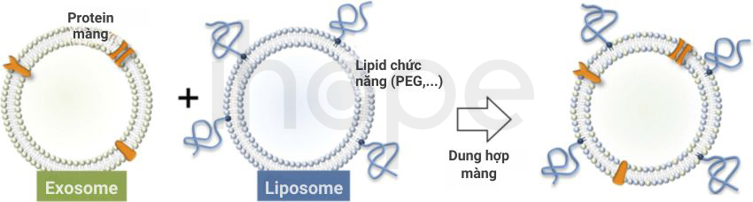 Dung Hơp Exosome Liposome 1