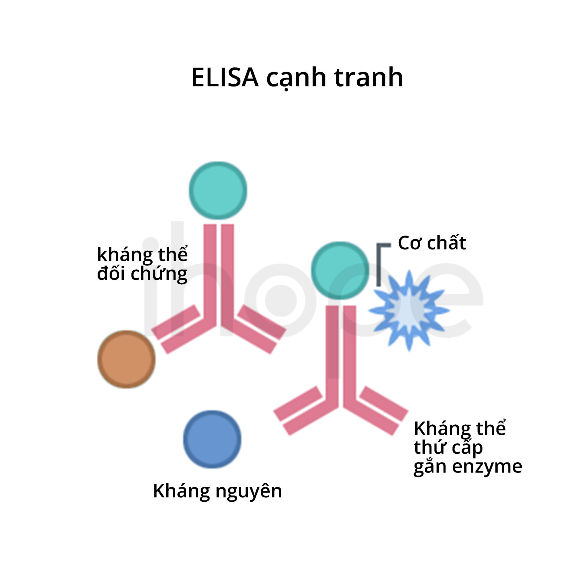 Elisa Cạnh Tranh