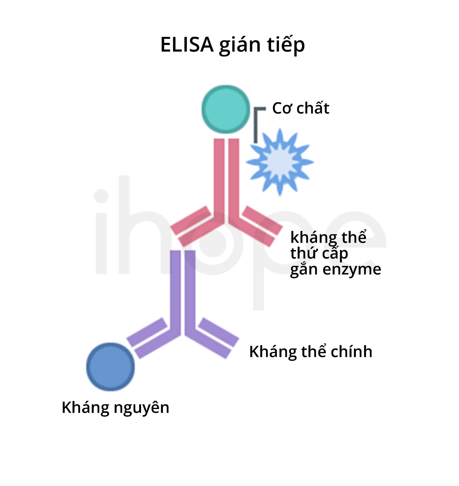 Elisa Gián Tiếp