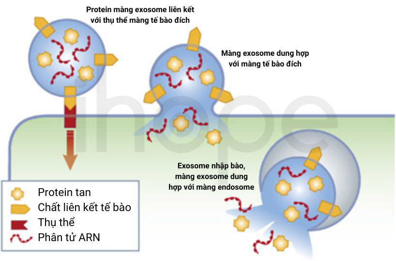 Exosome Giải Phóng Thành Phần Vào Tế Bào đích 1