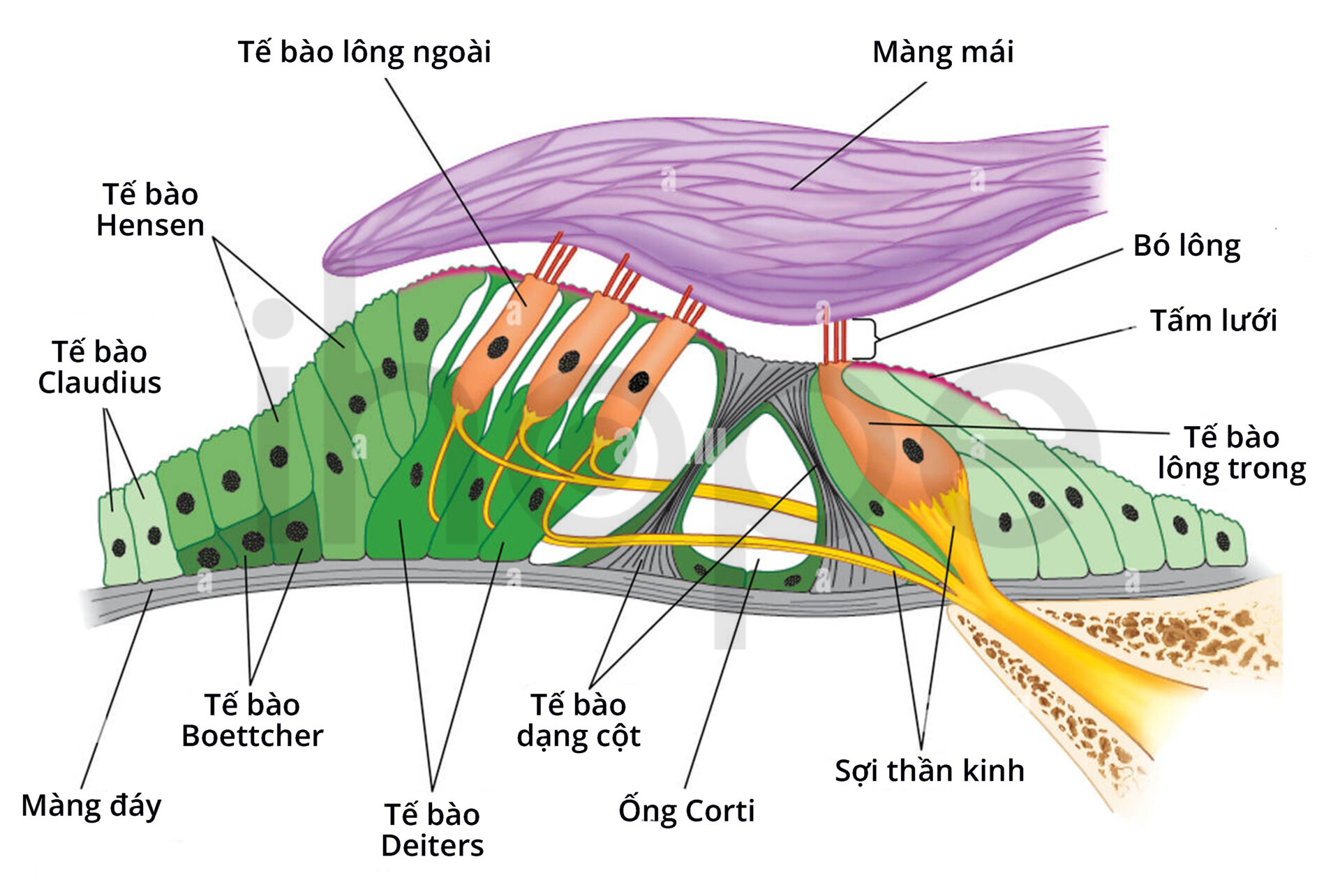 Giải Phẫu Cơ Quan Corti Trong ốc Tai