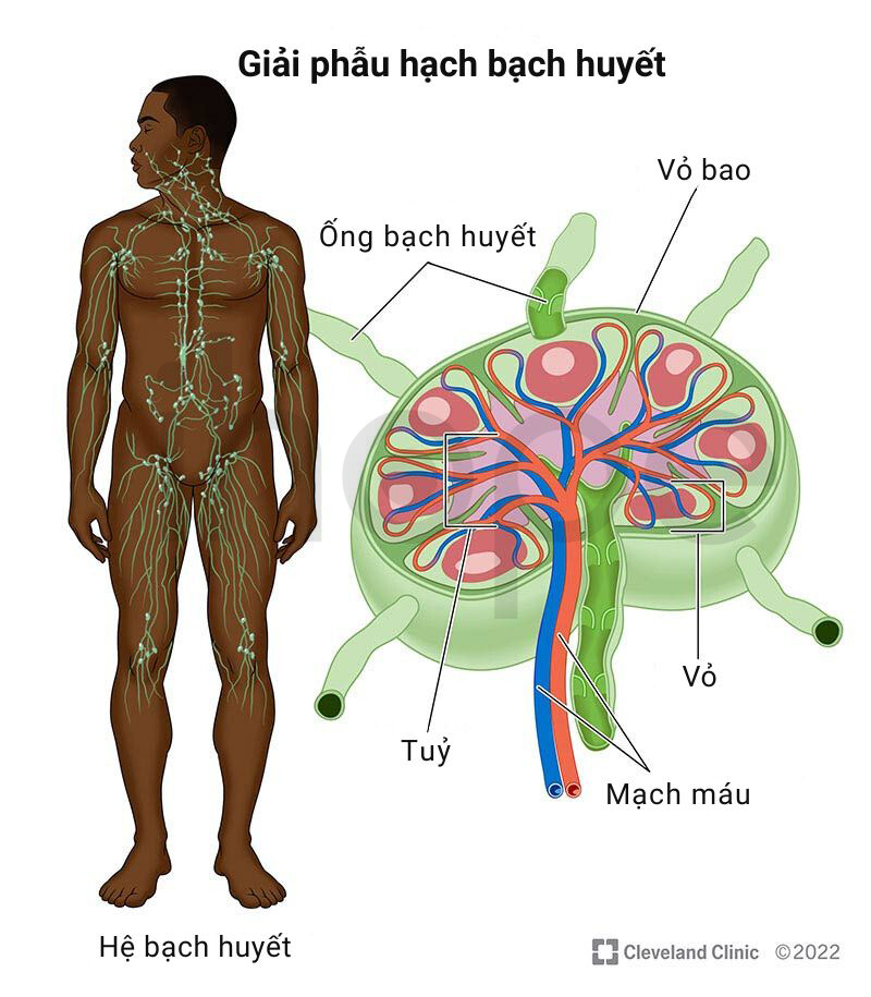 Hạch Bạch Huyết