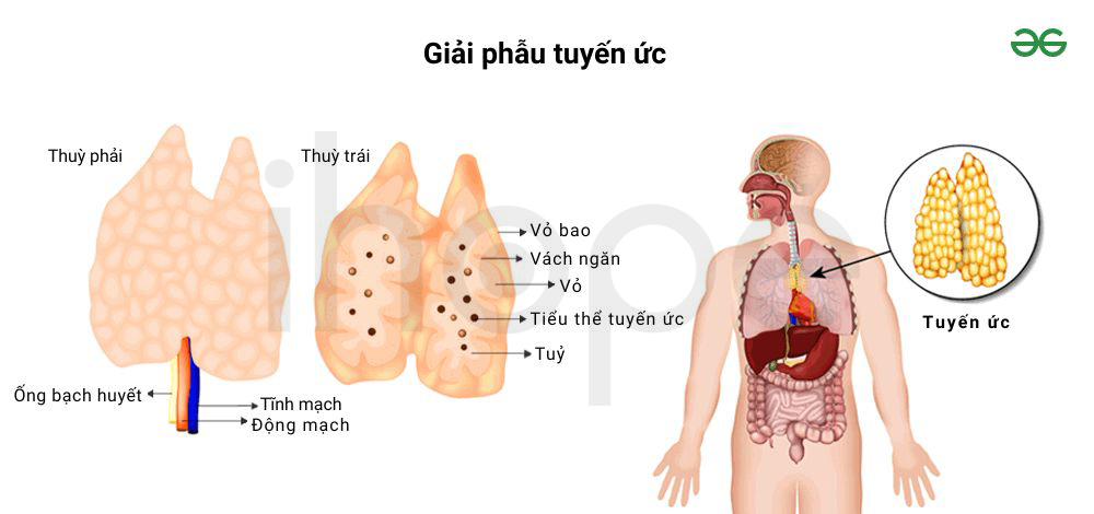 Giải Phẫu Tuyến ức