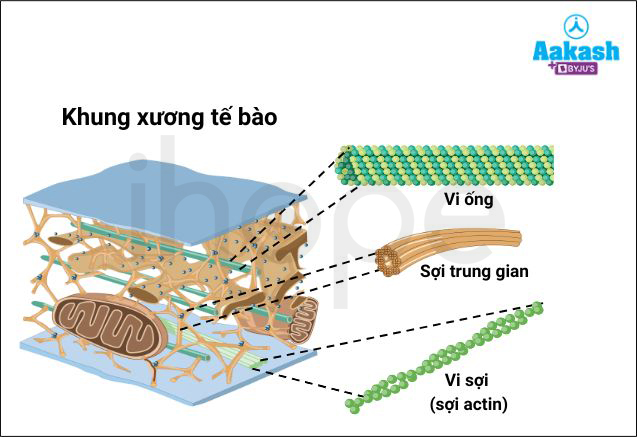 Khung Xương Tế Bào 1