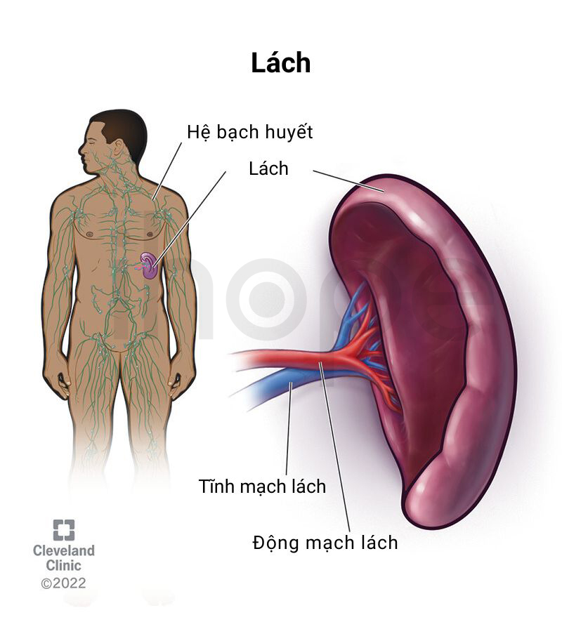 Lách