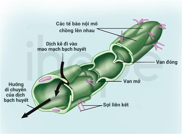Mao Mạch Bạch Huyết 1