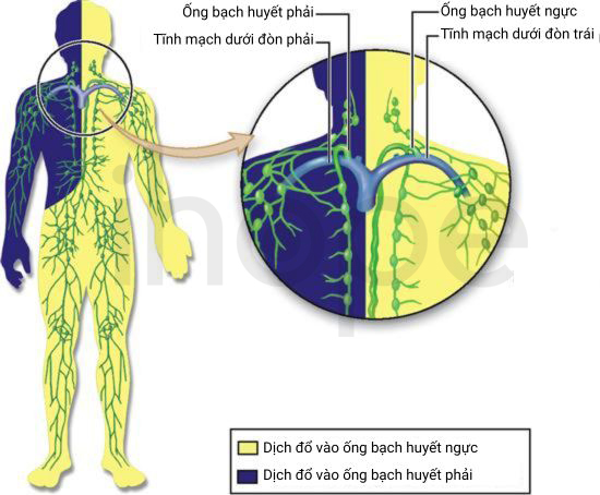 Ống Bạch Huyết