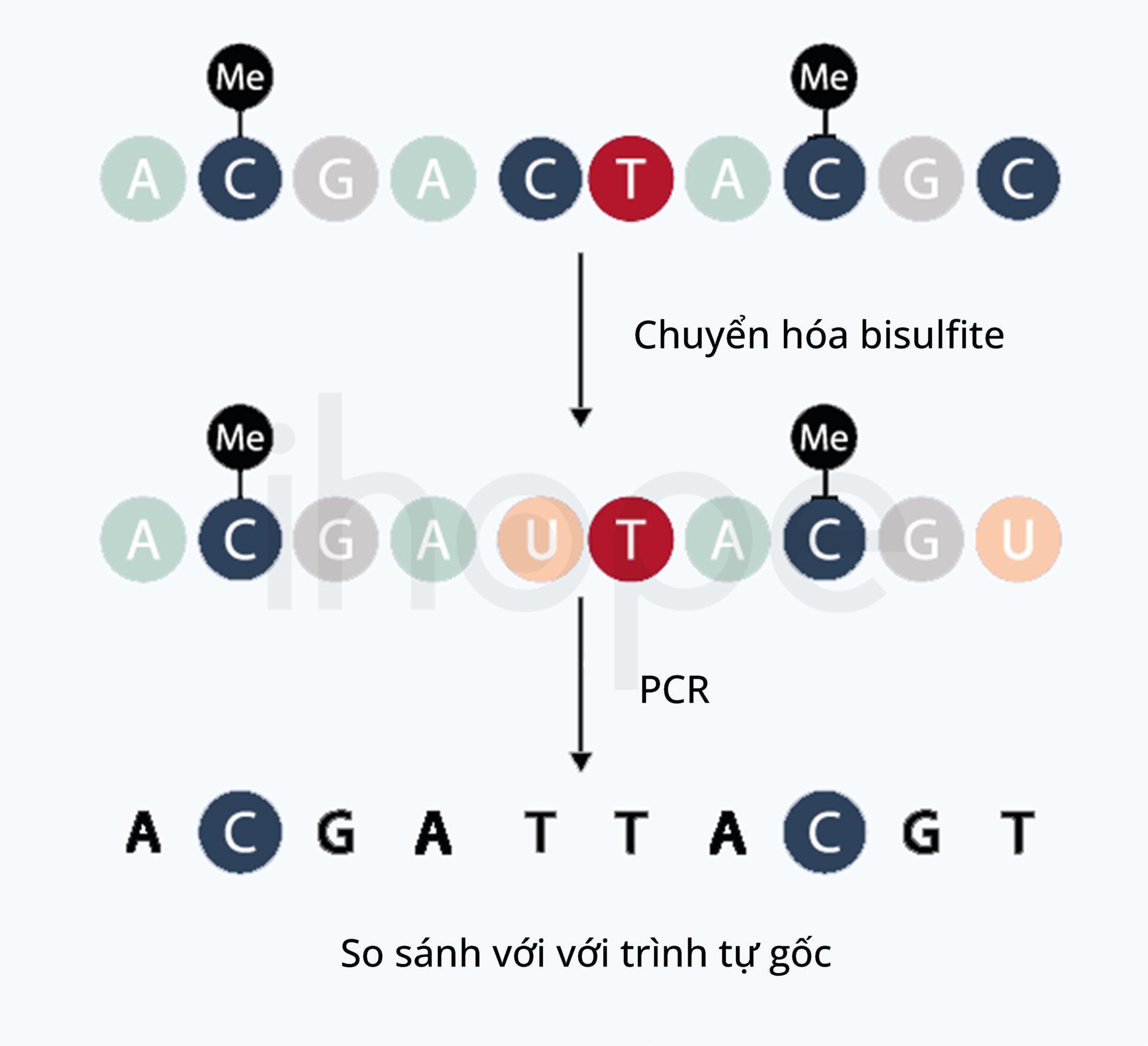 Qúa Trình Chuyển đổi Bisulfite