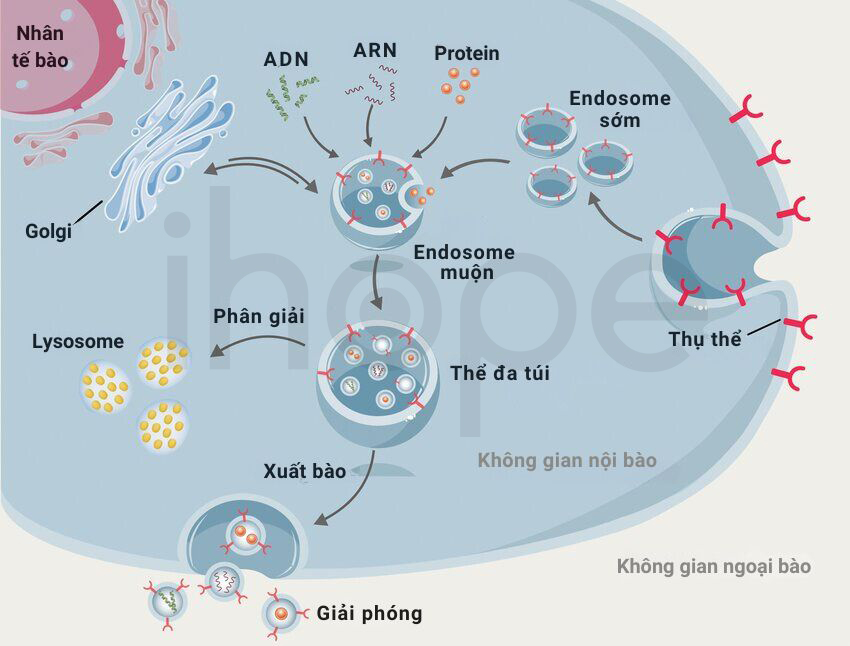 Quá Trình Hình Thành Exosome 1