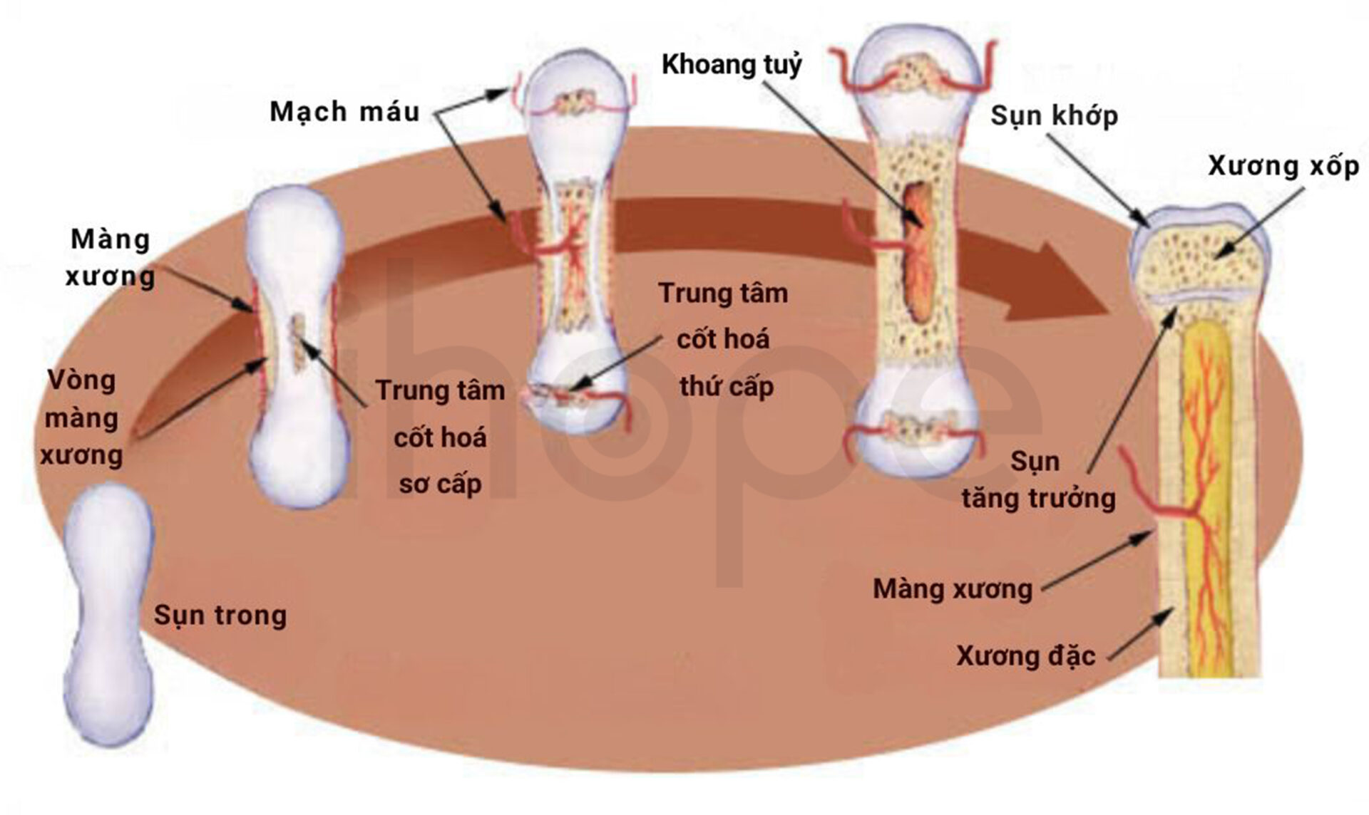 Quá Trình Hình Thành Xương