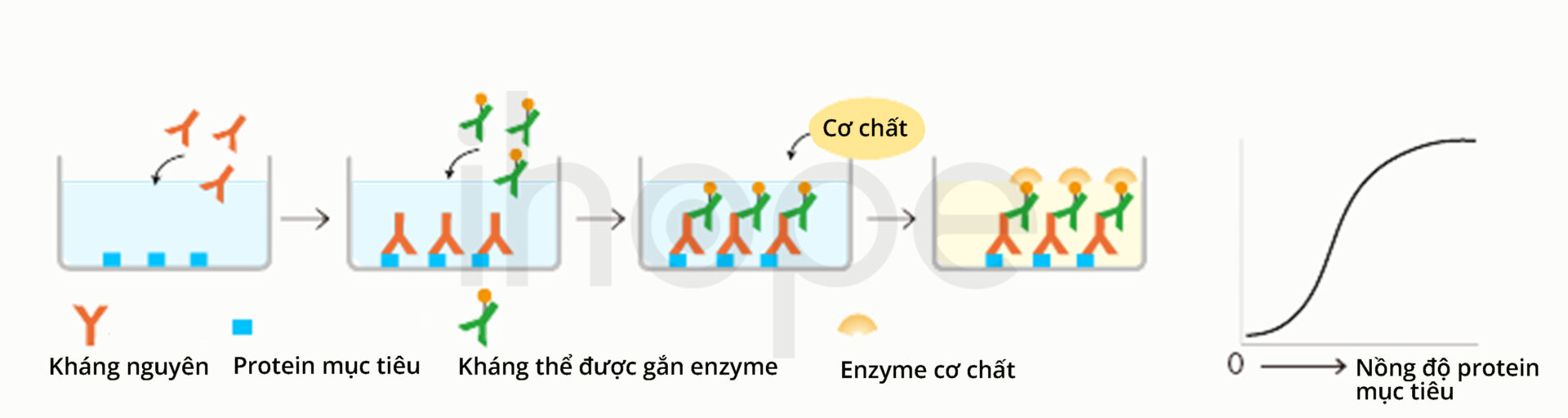 Quy Trình Thực Hiện Phản ứng Elisa Cơ Bản
