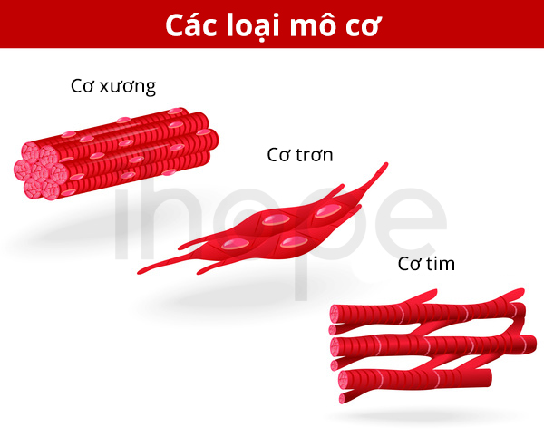 Các Loại Mô Cơ