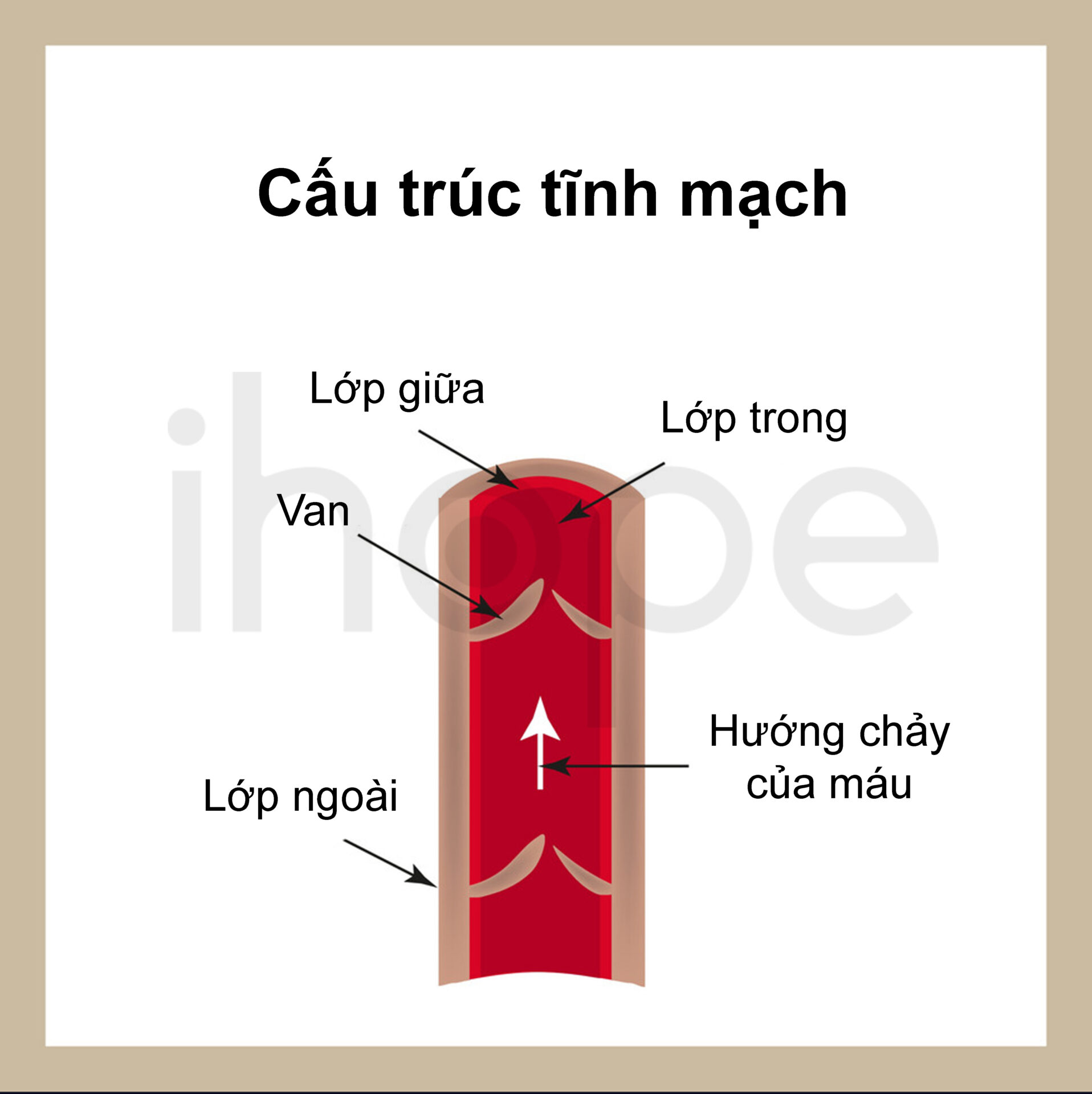 Cấu Trúc Của Tĩnh Mạch