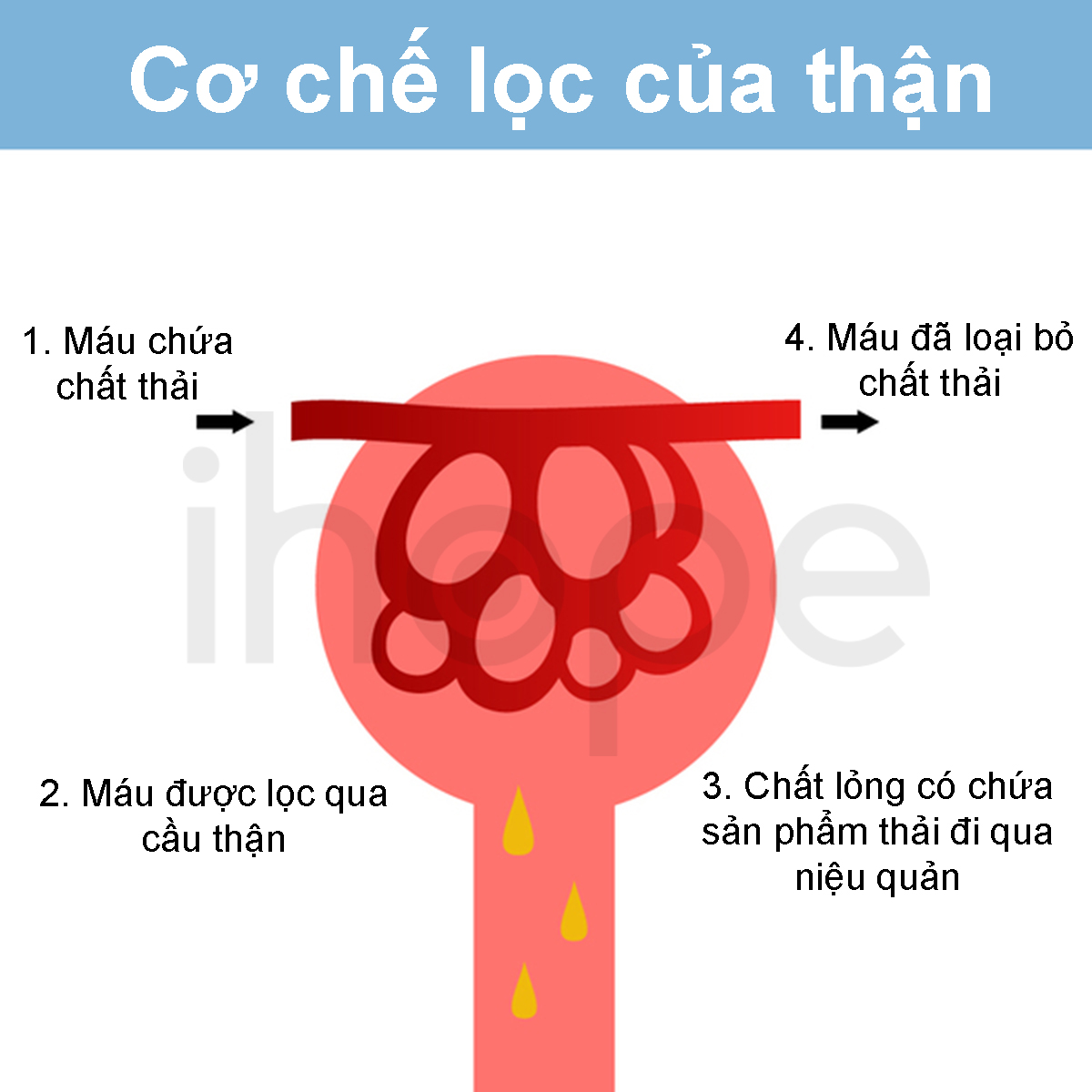 Cơ Chế Lọc Của Thận