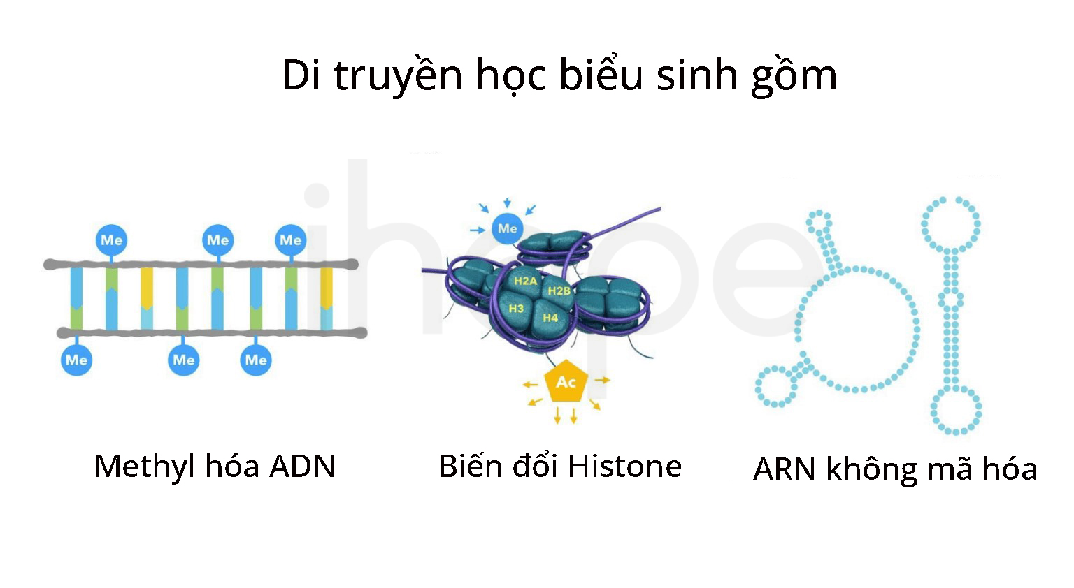 Di Truyền Học Biểu Sinh