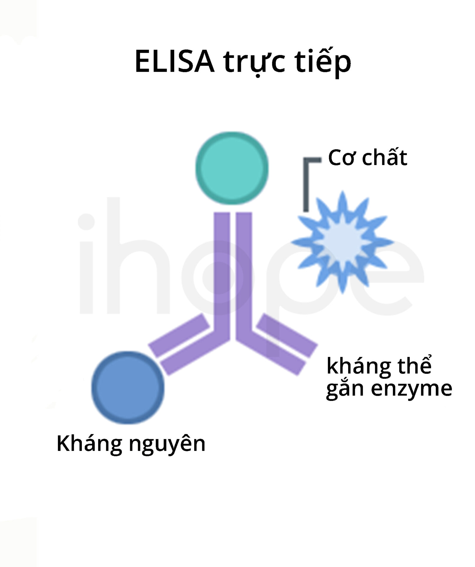 Elisa Trực Tiếp