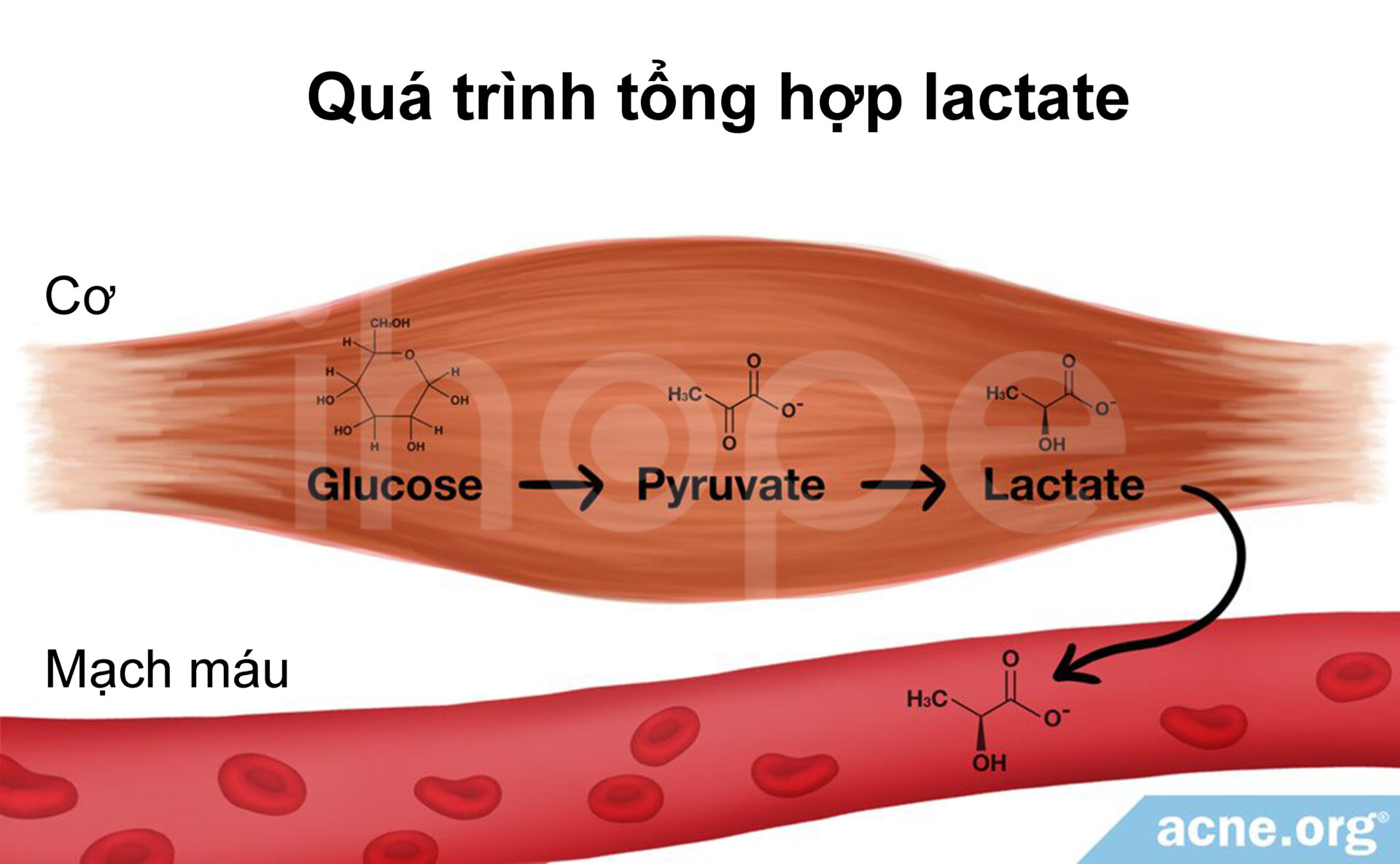 Quá Trình Sản Xuất Lactate