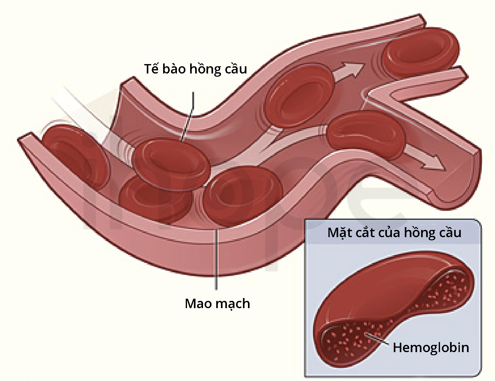 Tế Bào Hồng Cầu
