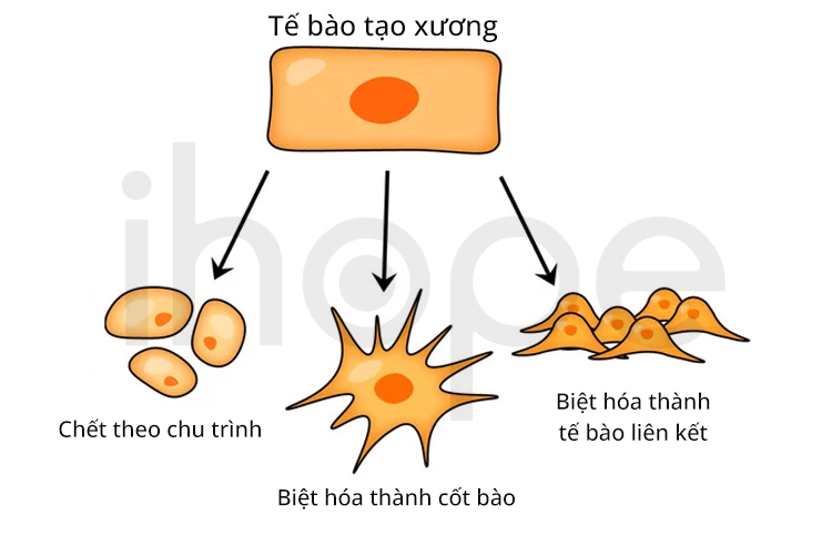 Tế Bào Tạo Xương