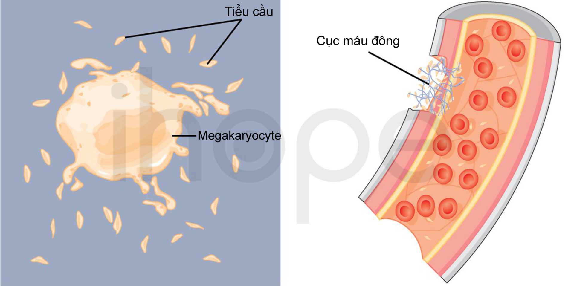Tiểu Cầu Và Quá Trình đông Máu