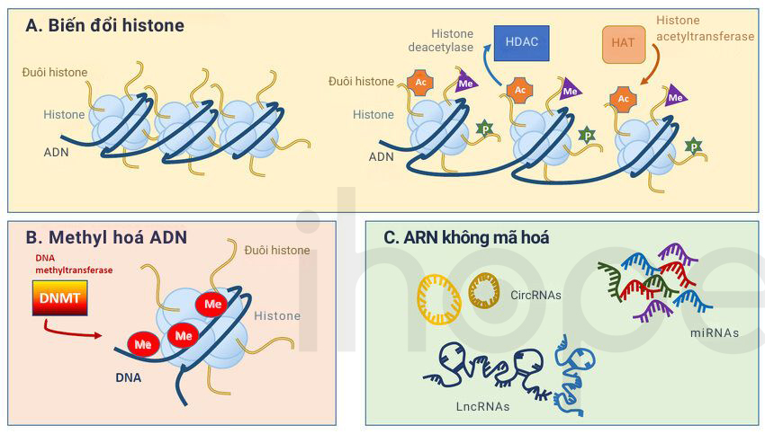 Biến đổi Di Truyền Biểu Sinh 1