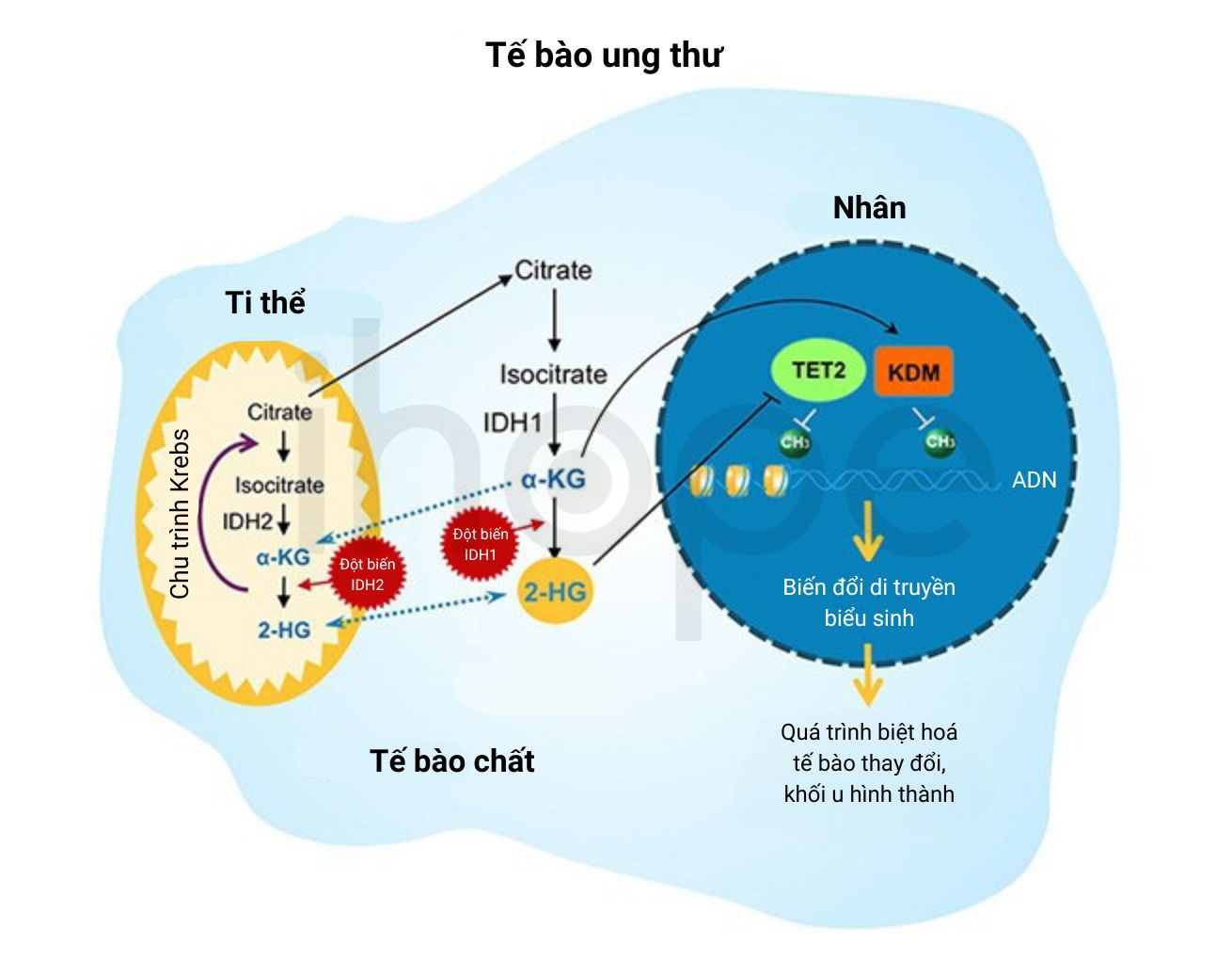 Đột Biến Idh 1