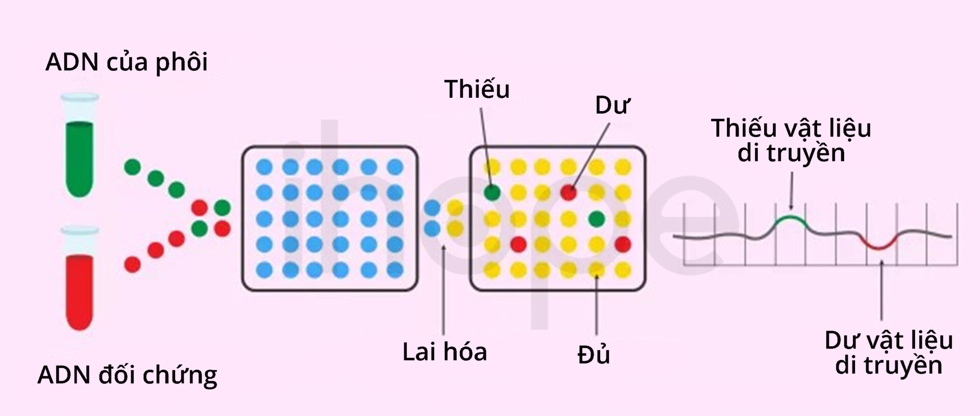 Phân Tích Di Truyền Bằng Phương Pháp Cgh
