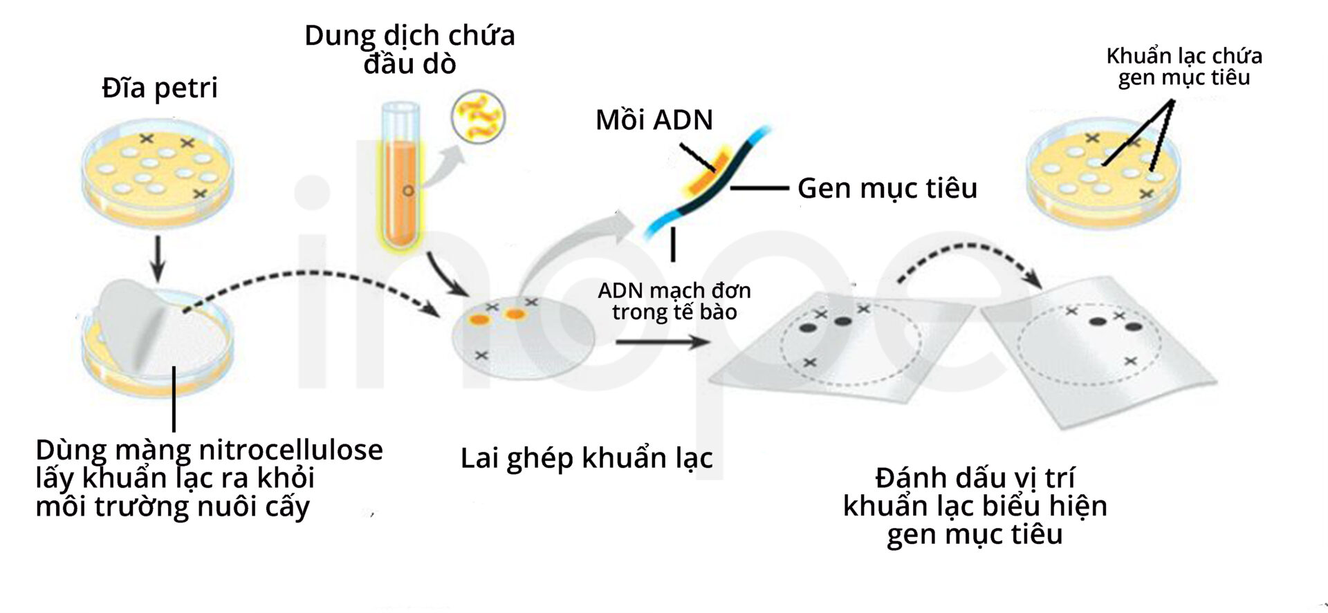 Phương Pháp Lai Ghép Khuẩn Lạc