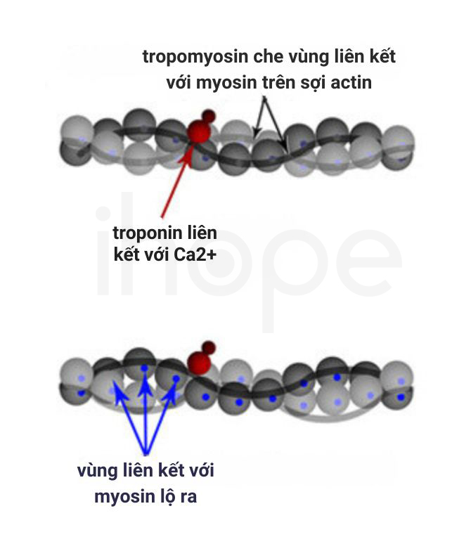 Tropomyosin Kiểm Soát Tương Tác Actin Myosin 1
