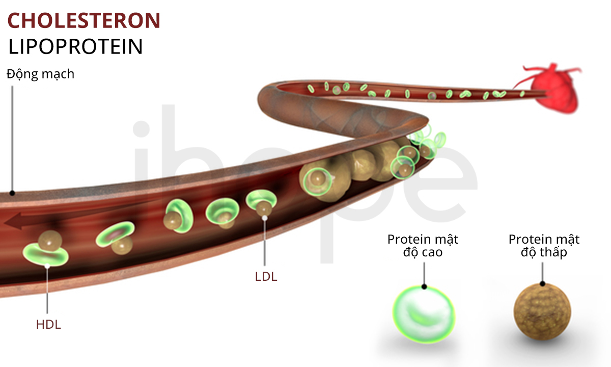 Cholesterol Và Lipoprotein
