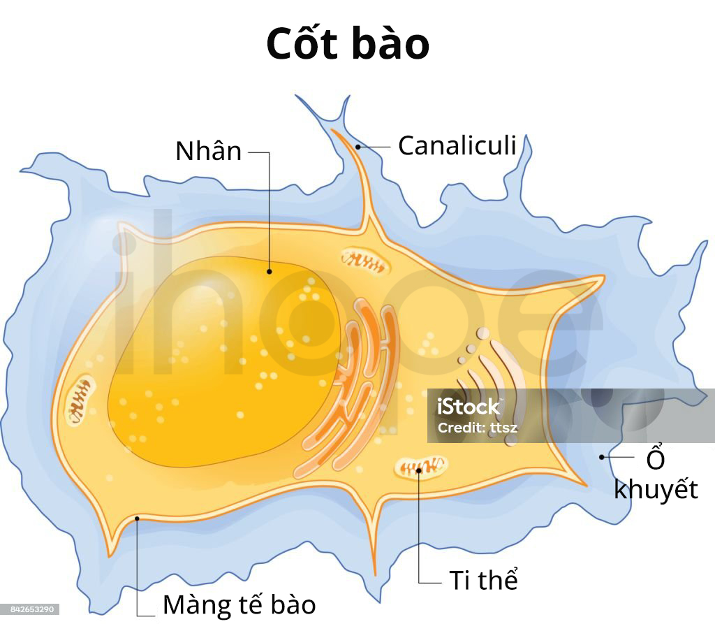 Osteocyte. Structure Of Bone Cell. Vector Diagram